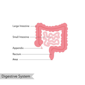 肠道的向量分离例证