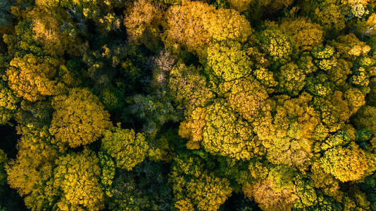 金色的秋天背景, 空中无人机鸟瞰森林景观与黄色树从上面