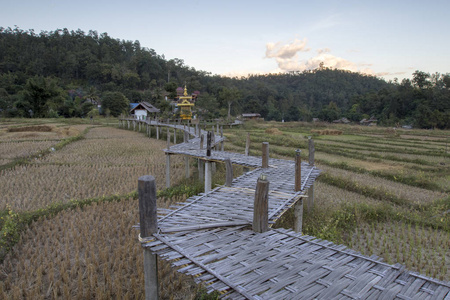 泰国排在竹桥上的稻田和高跷上的房子