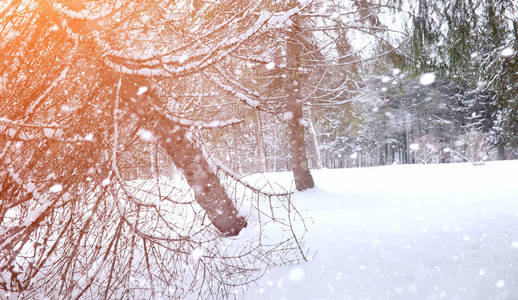 冬季景观积雪覆盖大片。一个公园在冬天在