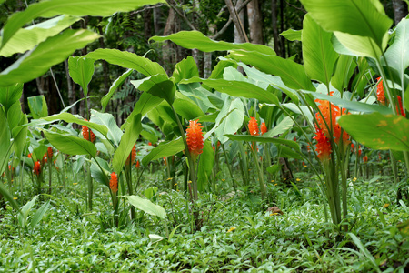 橘子片郁金香花