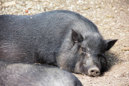 睡猪。大锅肚越南猪。农场里的黑猪