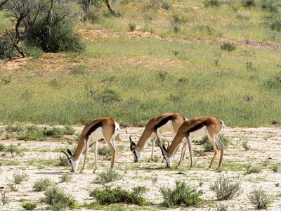 羚羊, Antidorcas marsupialis, 牧场, 卡拉哈里南非