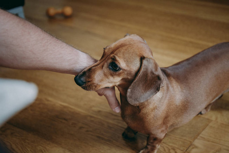 主人的手抚摸棕色光滑的毛猎犬狗站在木地板上在家照片