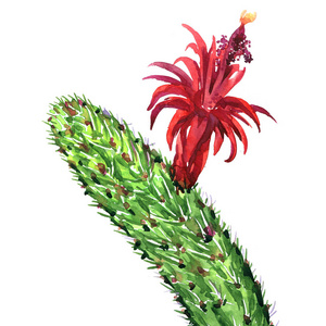 仙人掌与红花分离, Echinopsis Lobivia 尖刺仙人掌, 特写, 手绘水彩插图白色