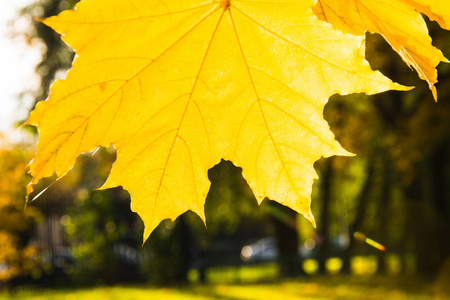 金黄秋天枫叶在公园作为背景。选择性对焦。秋季模式