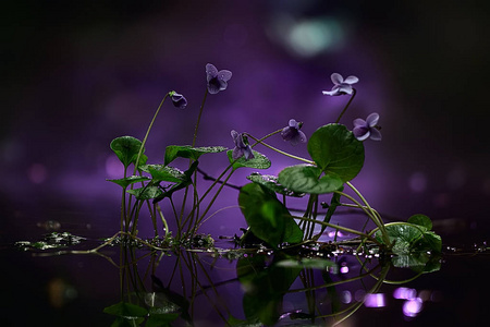 小蓝花自然美, 植物微距小花, 春自然背景