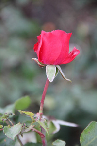 玫瑰花花园开花。美丽的红玫瑰在花园里