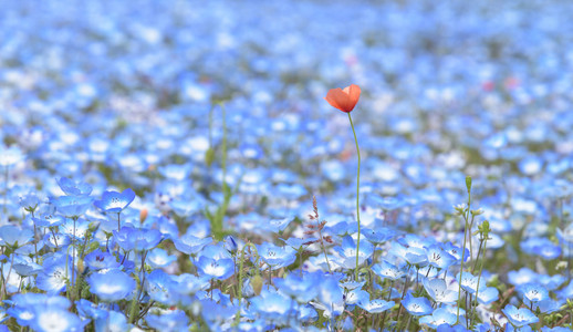 Nemophila 或淡蓝色的眼睛花的地毯