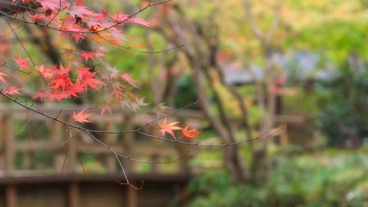 日本枫树在秋天季节背景, 金林科玉布院