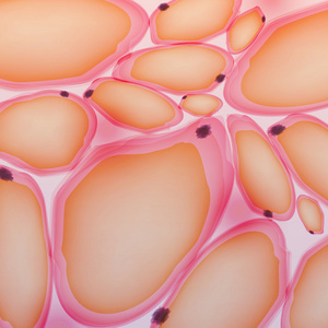 脂肪细胞图片-脂肪细胞素材-脂肪细胞插画-摄图新视界