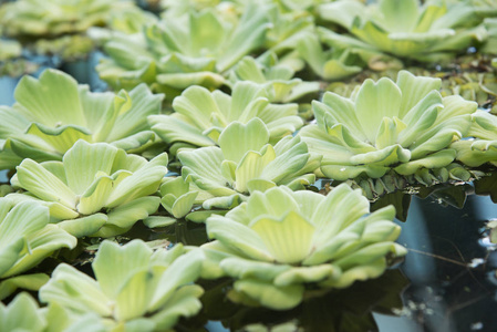 阳光明媚的一天, Pistia 植物在水上, 狭窄的焦点拍摄