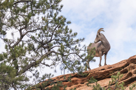 nelsoni 国家 Park.Utah.Usa 的沙漠巨角羊 蝇黄花