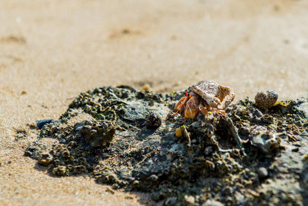 一只在沙滩上站在岩石表面上的隐士蟹的特写表情