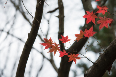 日本枫树在深秋季节湖 Kinrinko Yufuin 日本