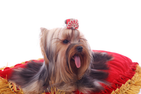 约克夏犬特写