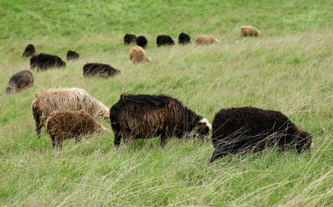 丹麦农村地区绵羊放牧群