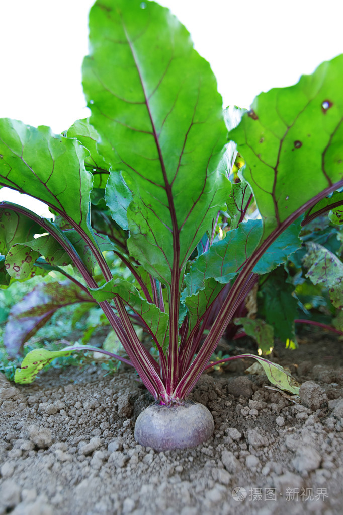 甜菜根的菜园里种植甜菜