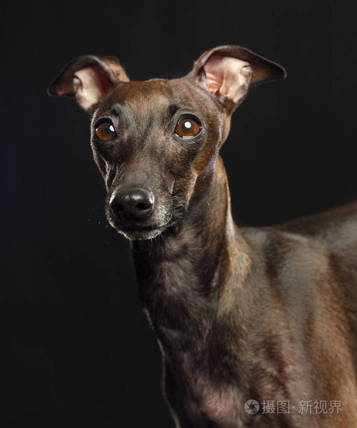 在演播室黑背景被隔绝的意大利狗灰狗