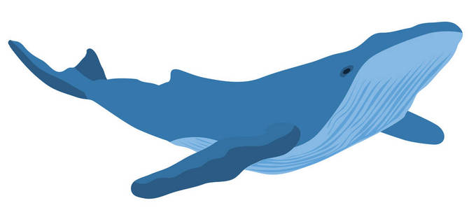 在白色背景下被隔绝的蓝鲸的向量例证