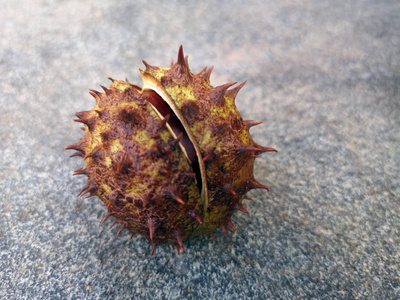 绿色的板栗锥图片