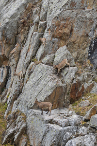 羊在 Archa 峡谷的山上登山。徒步旅行的概念。吉尔吉斯太山脉