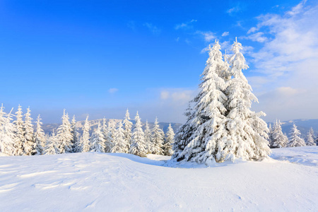 在草坪上覆盖着雪好树正站在寒冷冬日里倒满了雪花