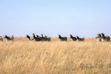 达马拉斑马群, 马 burchelli 安帝古伦, 在 Makgadikgadi 国家公园的高大草丛中, 博茨瓦纳