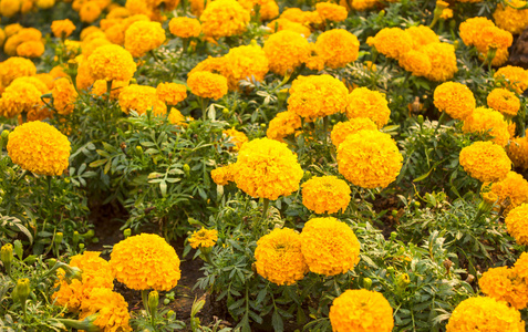 万寿菊黄色为背景设计的花园里