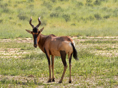 红色麋羚, Alcelaphus buselaphus caama, 卡拉哈里南非