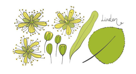 紫椴的孤立元素.叶, 花和芽的椴.菩提树或椴树照片