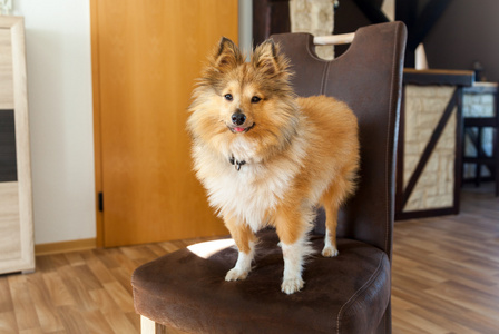 设得兰群岛牧羊犬站在一个棕色的椅子上