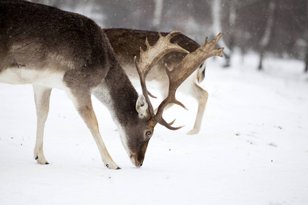休闲鹿在雪地里