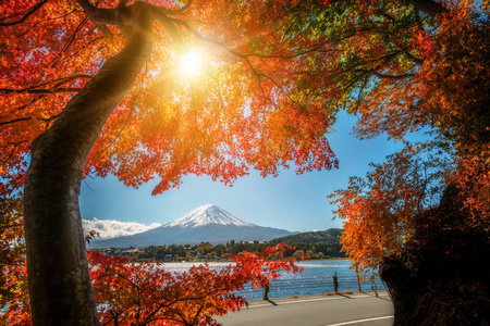 富士山，日本多彩秋天湖河口湖是在日本享受的枫叶变化的颜色，使图像的那些叶子框架富士山富士山风景最好的地方之一