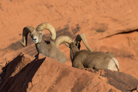 沙漠的大角羊公羊