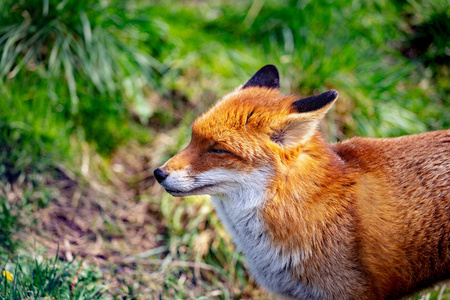 红狐 武尔佩斯武尔佩斯 是真正的狐狸中最大的。英国, 英国