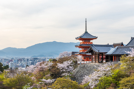 在春天清水德拉寺