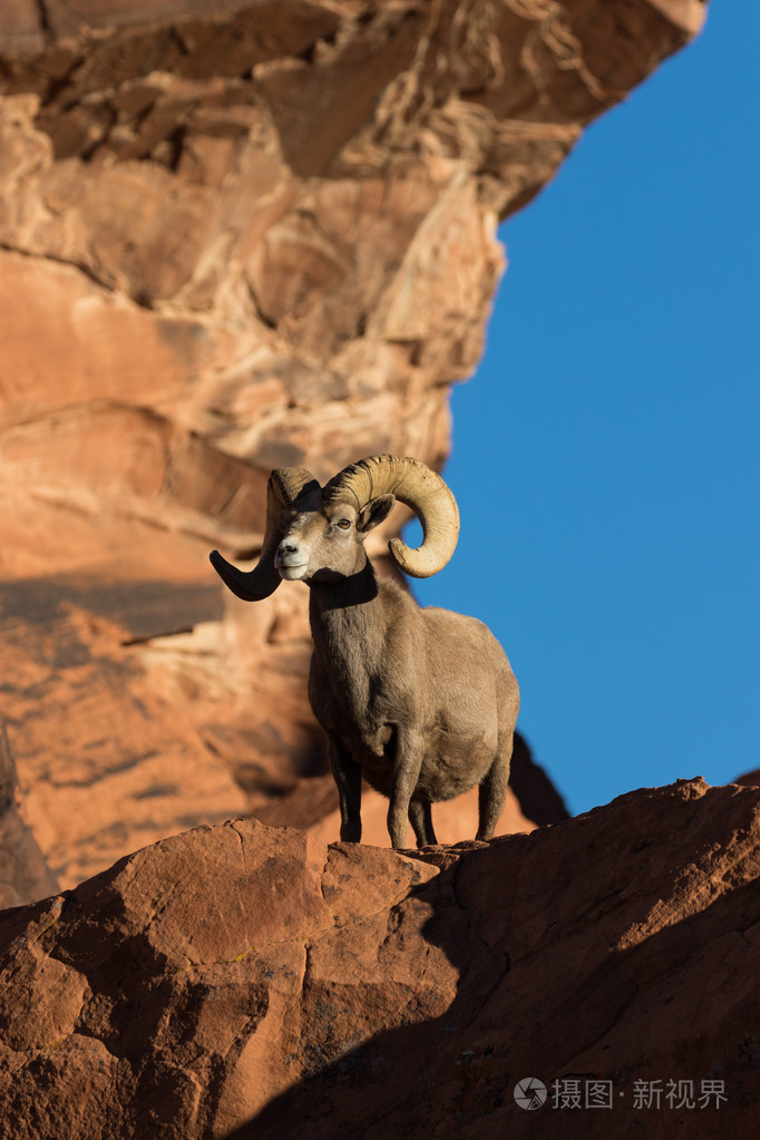 沙漠大角羊羊 ram