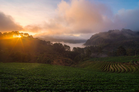 美丽的山风景与早晨薄雾在草莓农场, 班和Lae, 昂 khang, 清迈, 泰国。冬季热门旅游景点