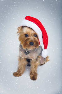 约克夏狗在圣诞帽