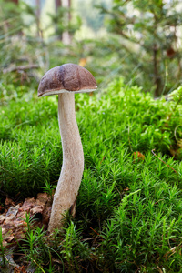 Leccinum cyaneobasileucum食用菌。自然环境中的真菌