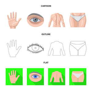 人体和部件符号的矢量设计。收集的人和妇女矢量图标的股票