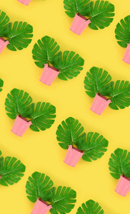 热带棕榈龟背竹叶位于彩色背景的粉彩桶中。平躺时尚的最小模式。顶部视图