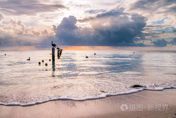 在日出时, 鹈鹕靠在平静的加勒比海上的木系泊柱上休息。