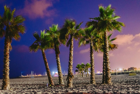 夏季有背景夜空的海滩上的棕榈树群