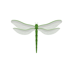 快速飞行昆虫受伤的小鸟,折断了翅膀,鸽子,鸽子的鸽鸟翅膀上白色孤立