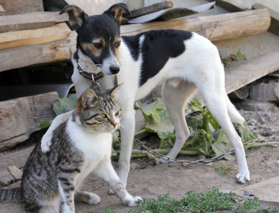 狗和猫在一起