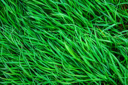 绿色的草和露水在它图片