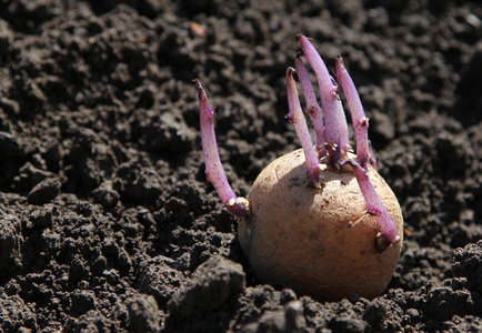地下萌发地面上的发芽的马铃薯照片