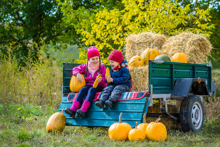 儿童在温暖的秋天在乡下农场采摘和雕刻南瓜照片